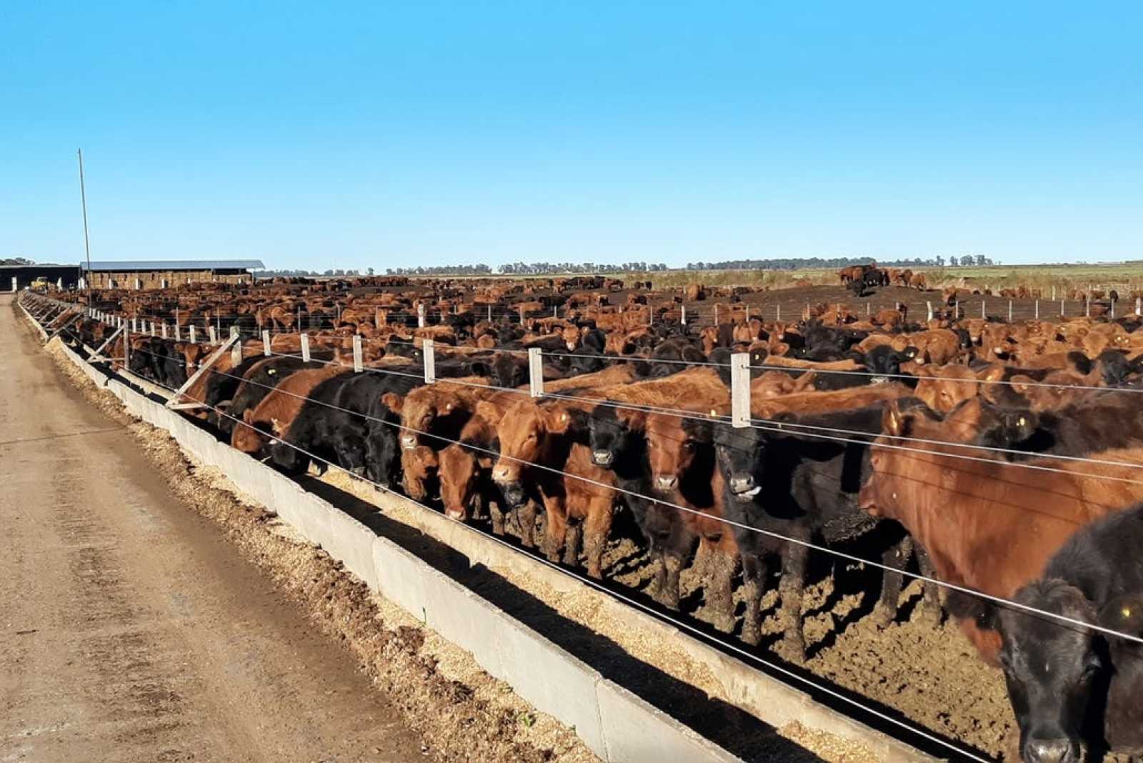 Ganadería intensiva: desde la cría hasta la terminación a corral