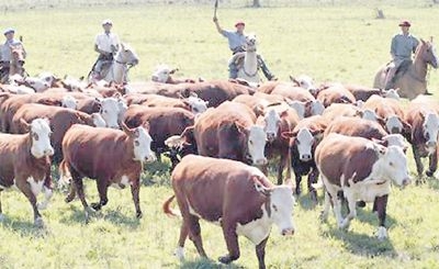 El buen trato a las vacas minimiza las pérdidas en el campo