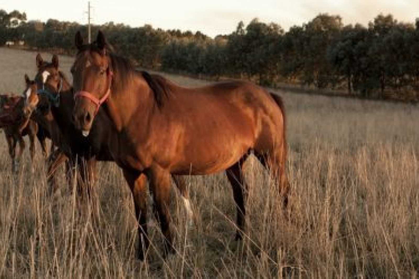 Nuevos requisitos para el bienestar animal en al ámbito pecuario y deportivo