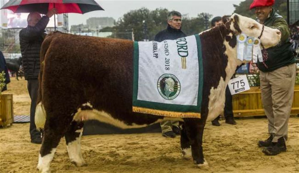 La interna en la Sociedad Rural se colocó en medio de los grandes campeones