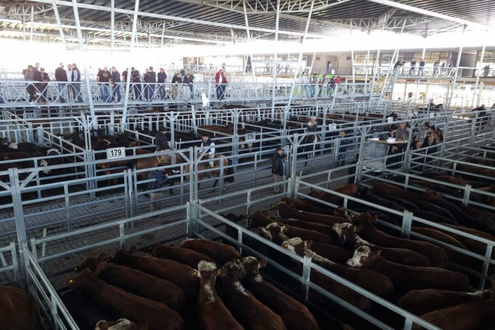 El Mercado Agroganadero de Cañuelas ya comenzó a operar