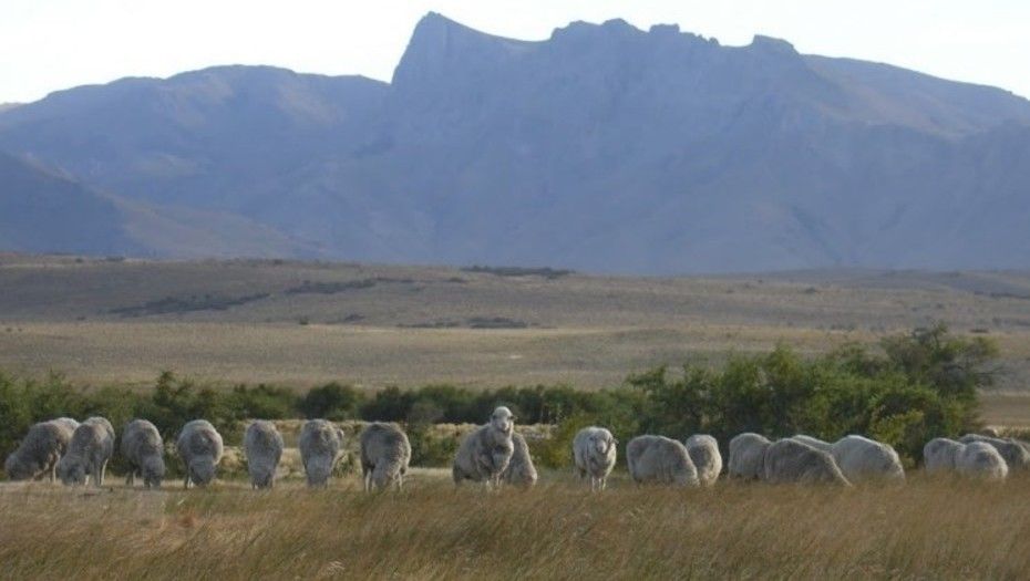 La carne de la patagonia llega al mercado japonés