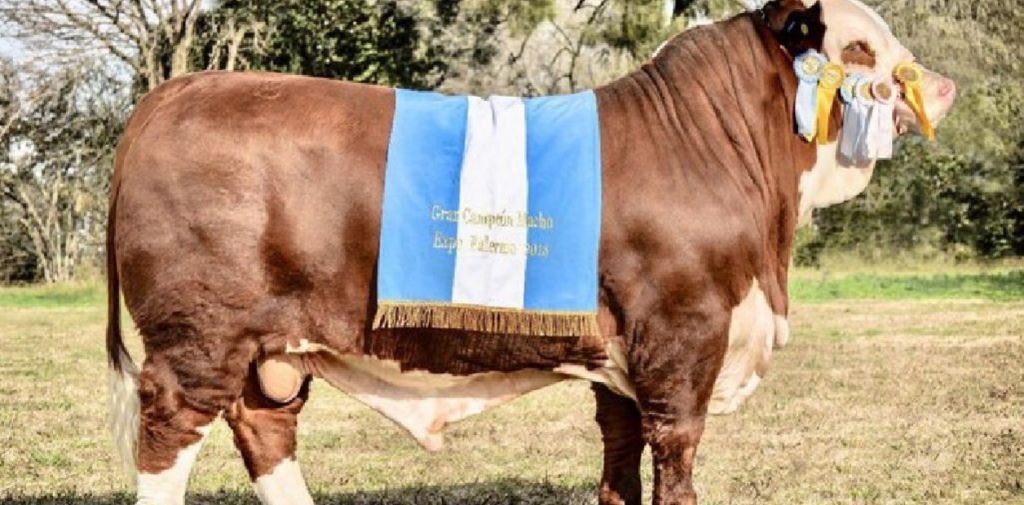 Ganadería: El mejor Braford del mundo es argentino