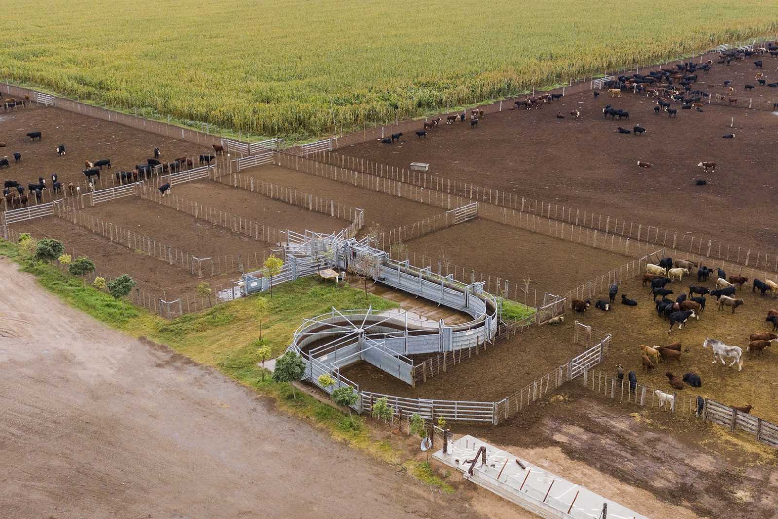 Feedlot en Piquillín prov. de Córdoba