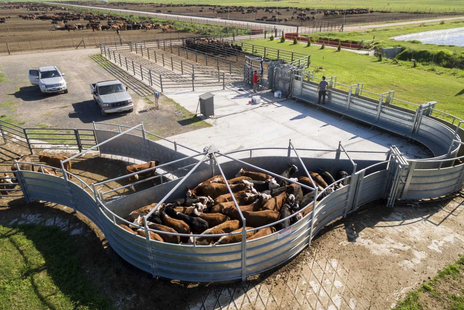 Feedlot en Carcaraña, prov. de Santa Fe