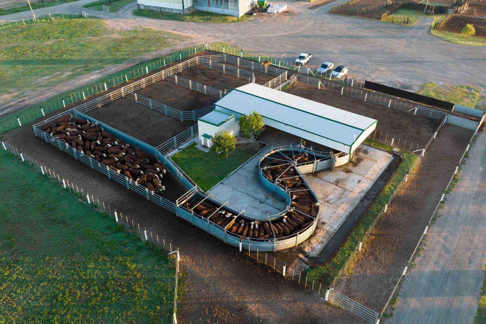 Feedlot en Villa Constitución prov. de Santa Fe