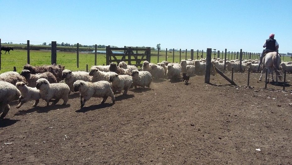 Crece la producción de carne ovina en Buenos Aires