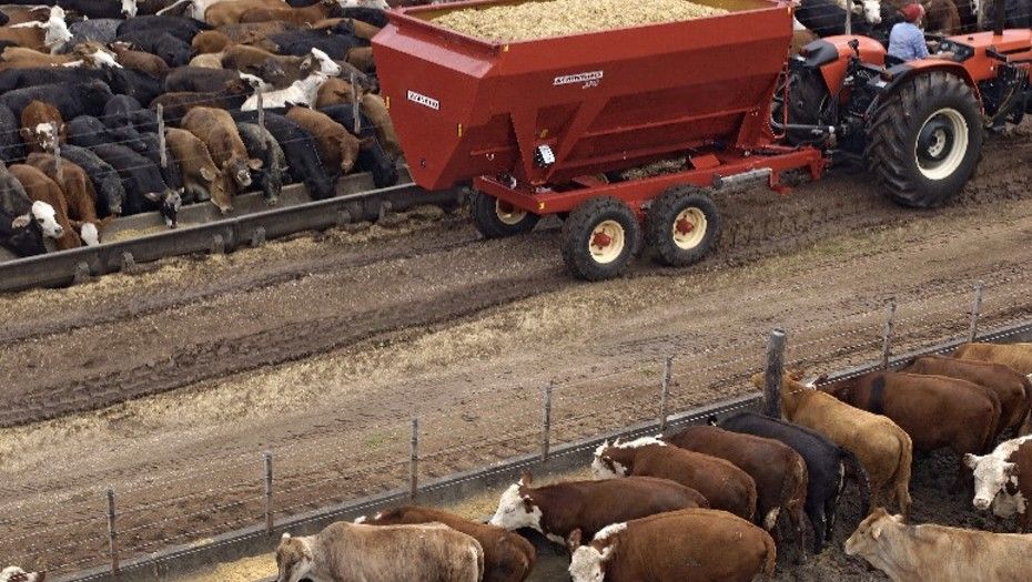 Ganadería  El feedlot también apunta hacia la trazabilidad