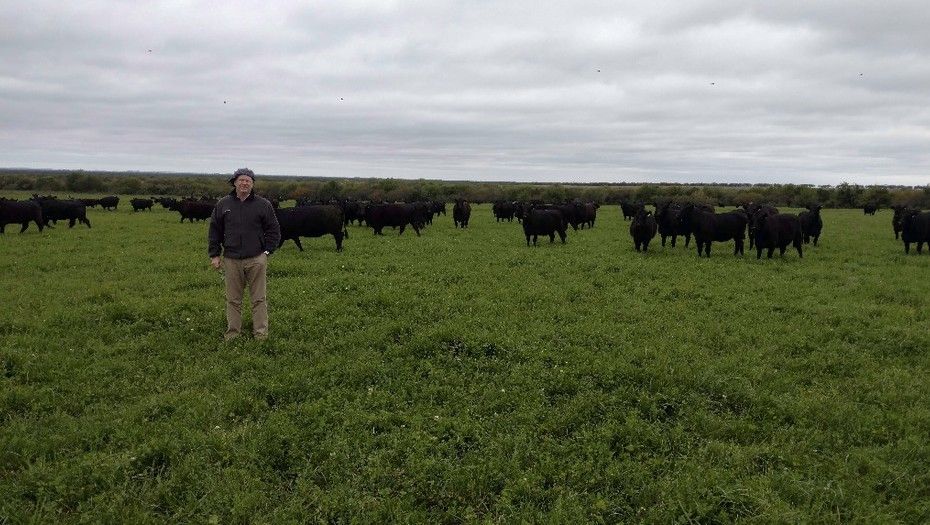 Ganadería  El delicado arte de integrar carne, pasturas y granos