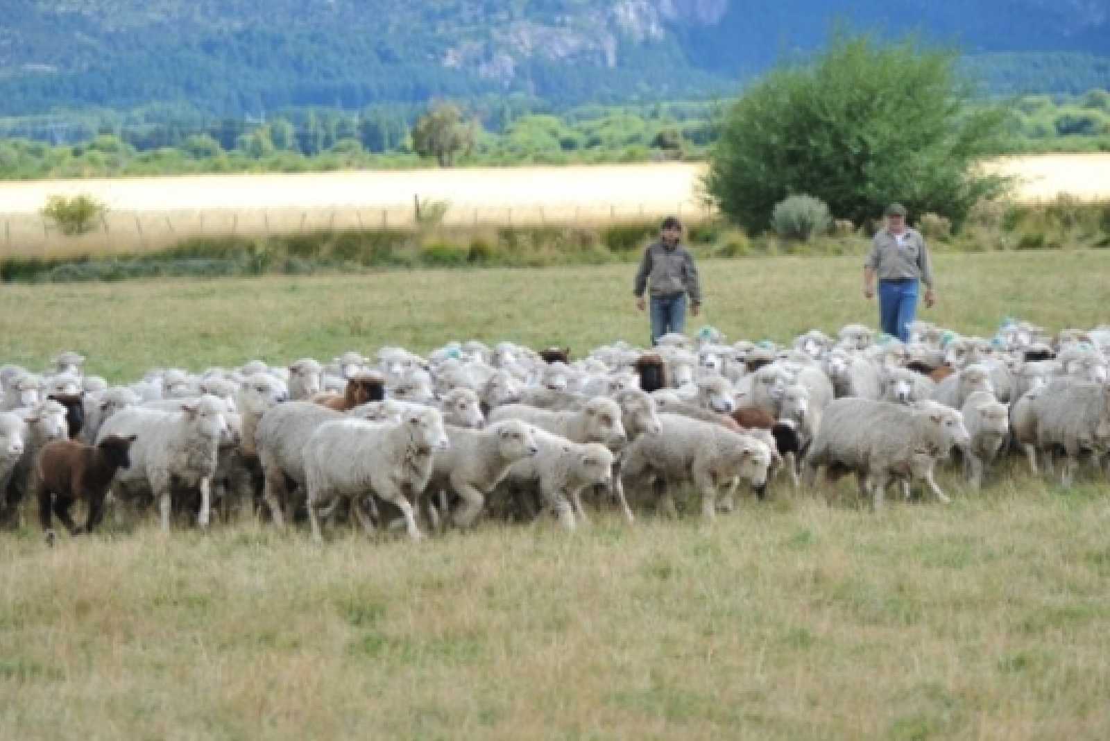 Si sos productor ganadero en Chubut, ya podés solicitar la compensación por “zona desfavorable”