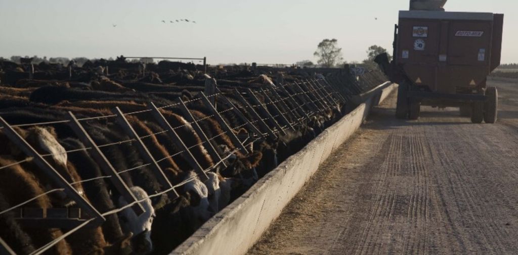 Feedlot: un convenio para certificar estándares de calidad y bienestar animal