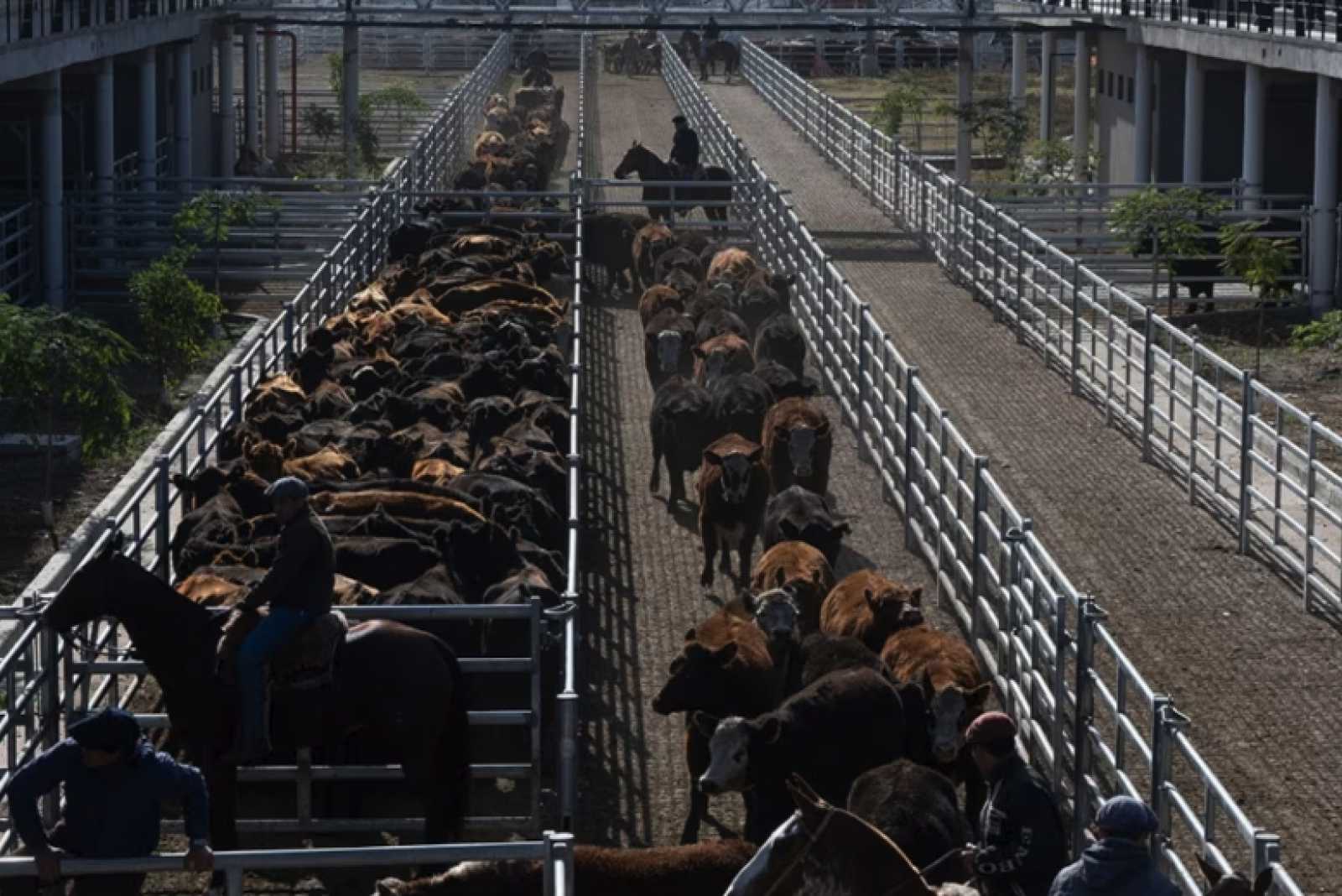 En su primer año, en el Mercado Agroganadero de Cañuelas se comercializaron más de 1,2M de cabezas