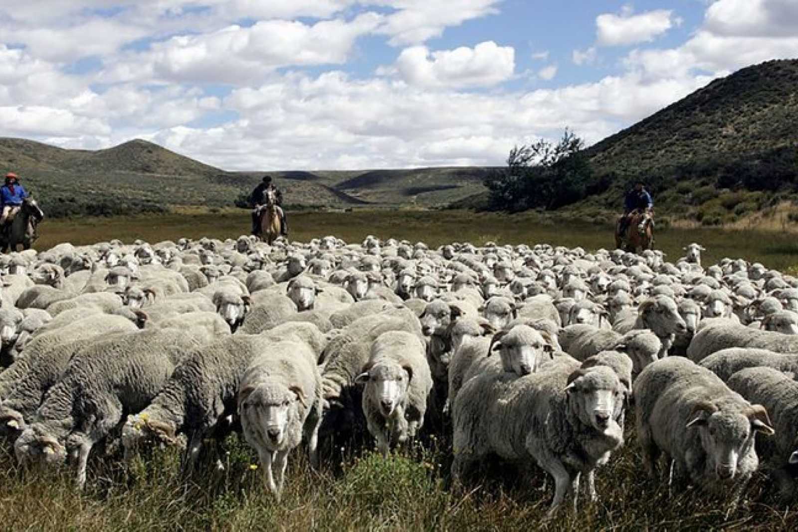 Mediante la prórroga de la Ley Ovina, proyectan aumentar el stock y duplicar las exportaciones