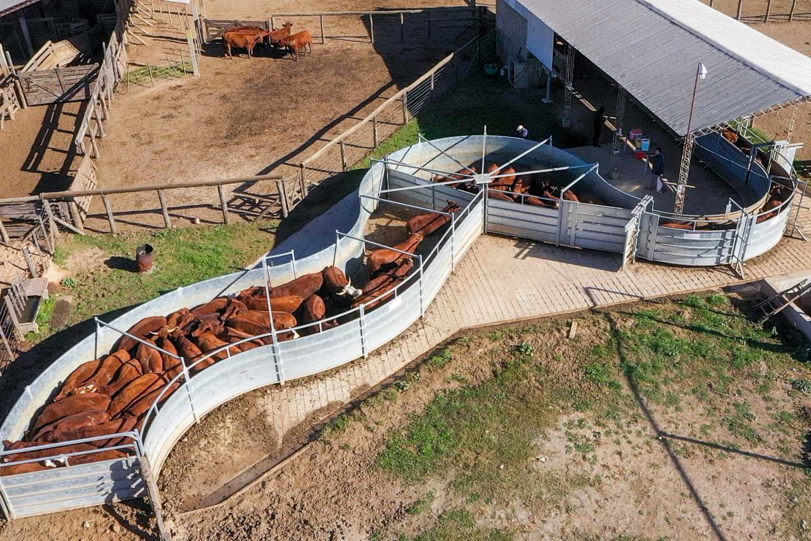 Feedlot con 2 Mangas Farmquip en San Pedro prov. Buenos Aires