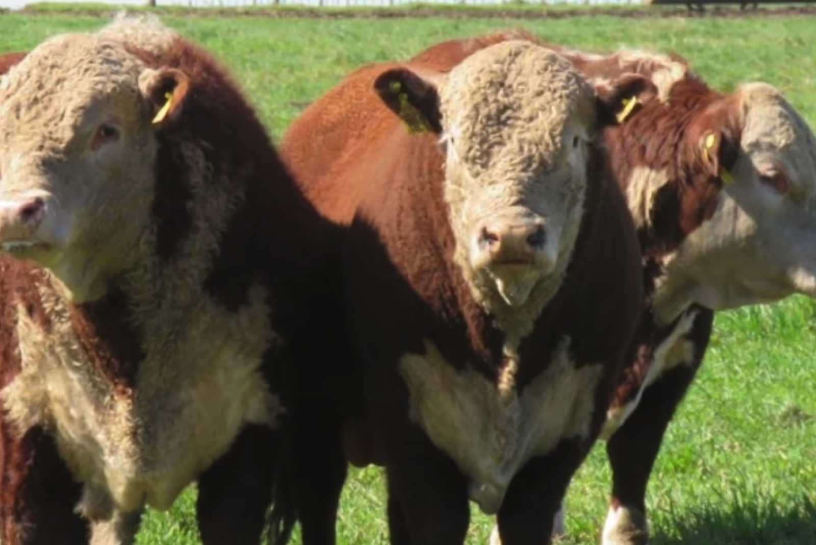 Fórmula 1: producen novillos en campos de bajo potencial y tradicionalmente de cría