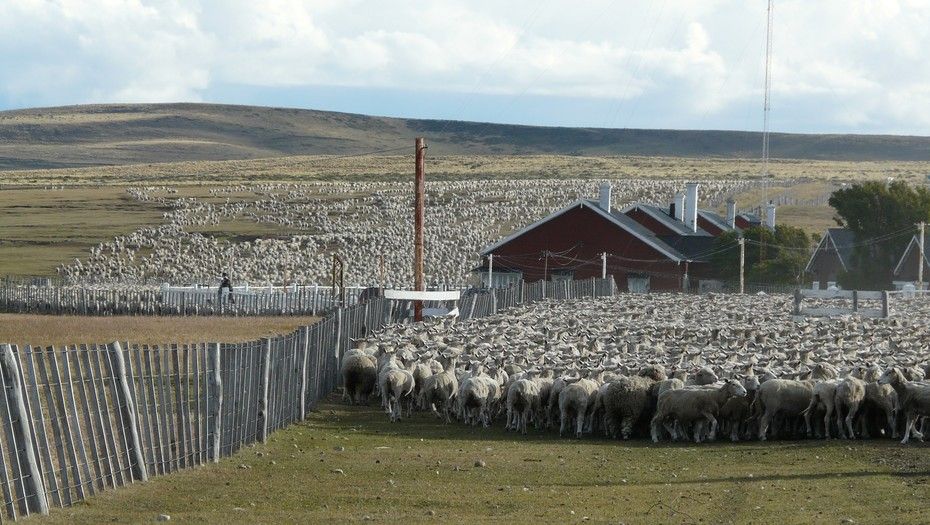 Con genética y precisión, las ovejas son las reinas de Tierra del Fuego