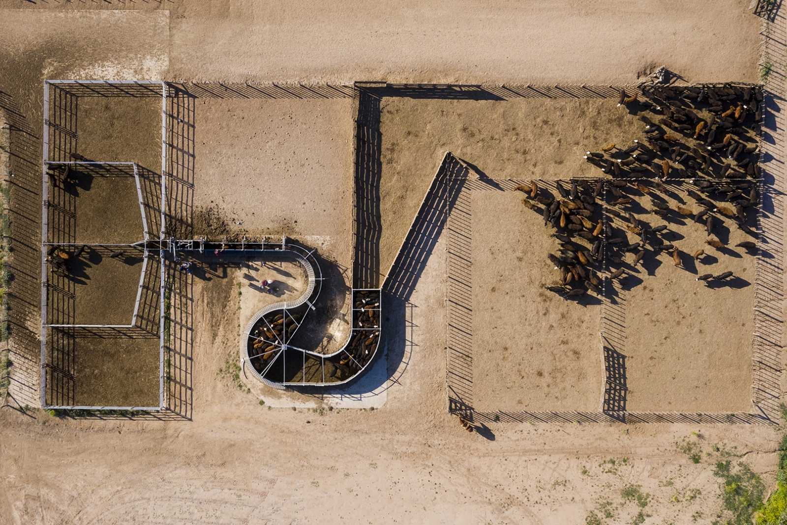 Feedlot en Lezama prov. de Buenos Aires