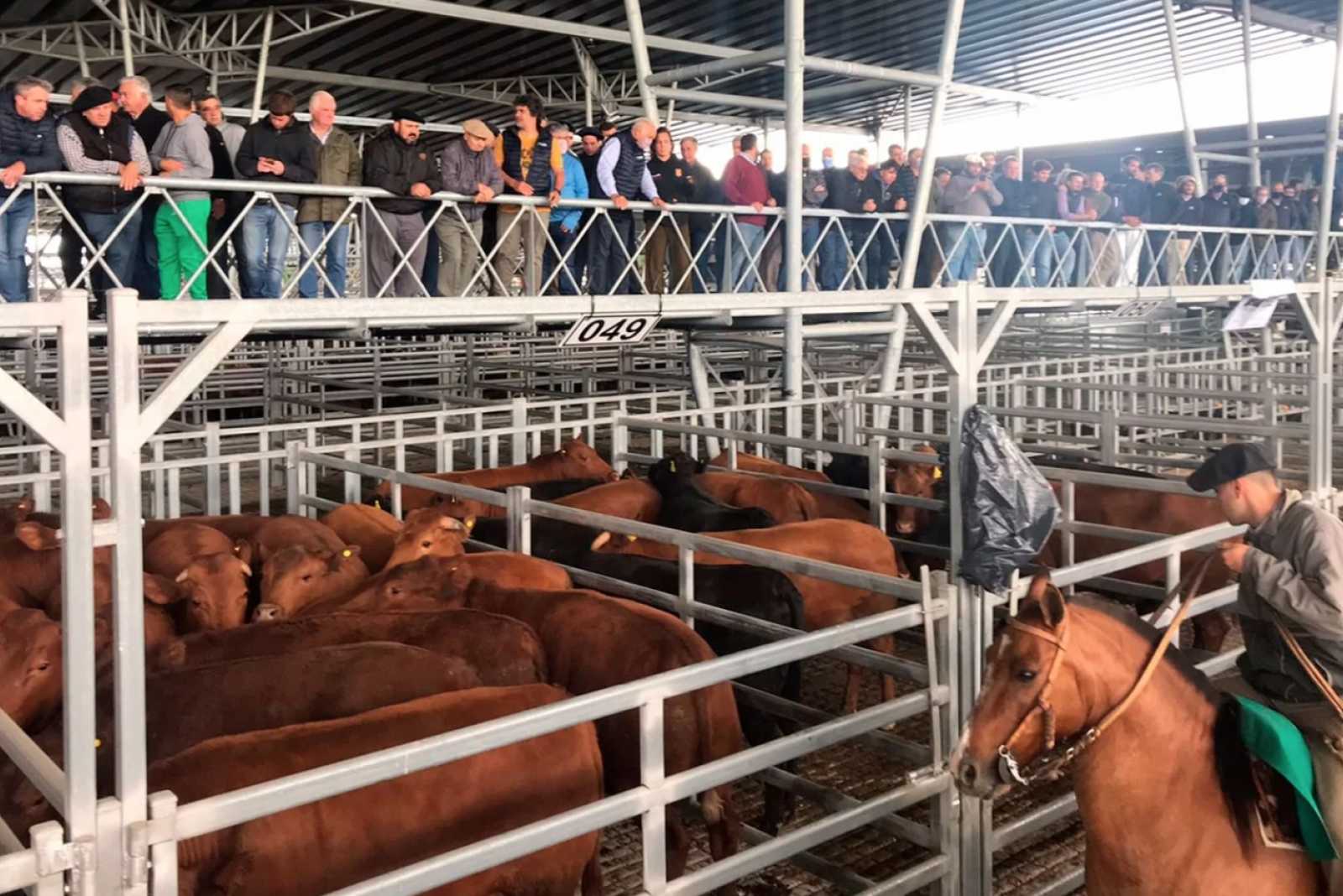 Cañuelas: comenzó a funcionar el Mercado Agroganadero que reemplazará al histórico de Liniers