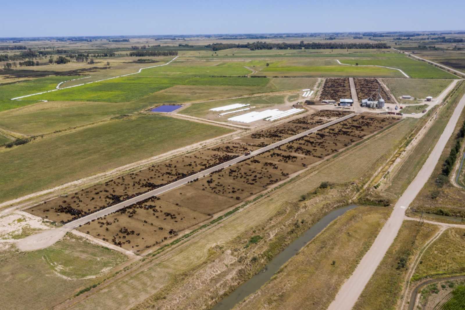 Feed lot para 10.000 animales en Mayor Vuratovich  prov. de Buenos Aires