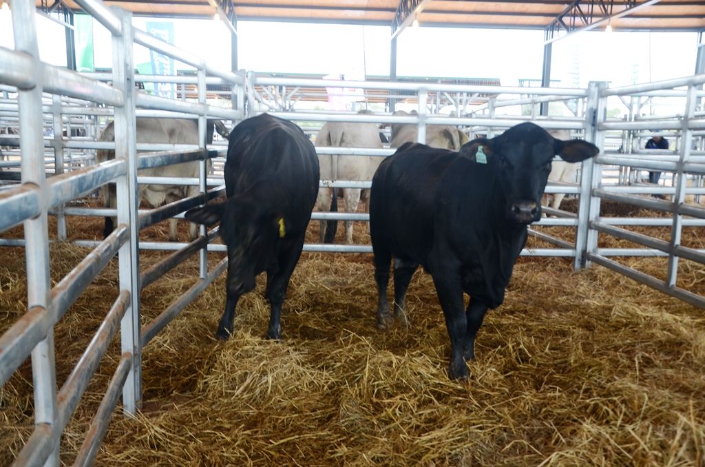 Innovación en manejo animal acercará Farmquip Paraguay a Expo Pioneros