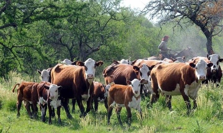 Cómo es el plan santafesino para producir más terneros