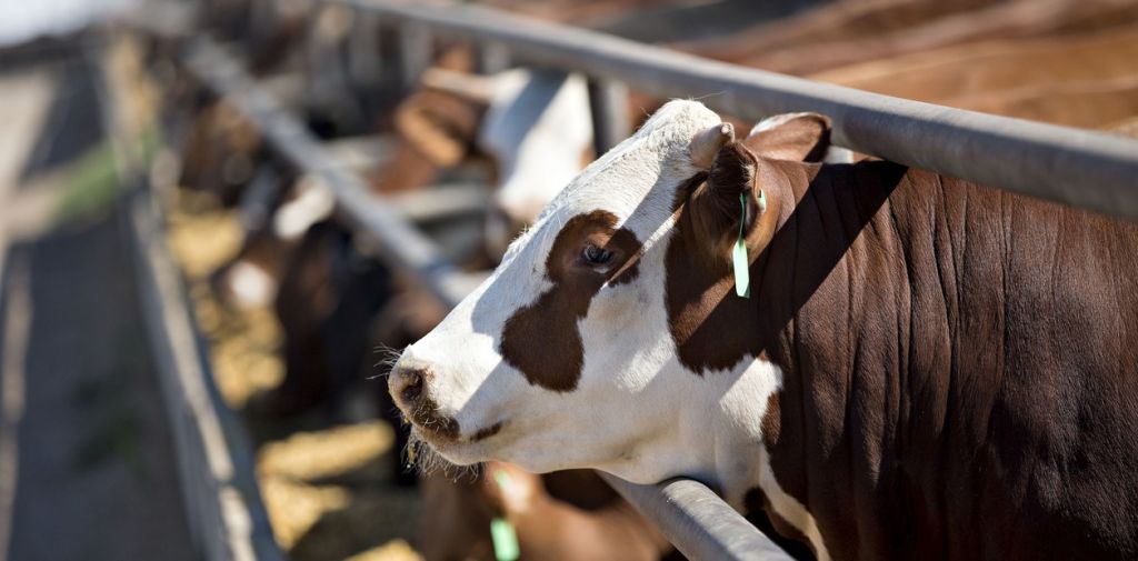 Especial Feedlot  Trazabilidad individual, una llave para aumentar ingresos y bajar costos