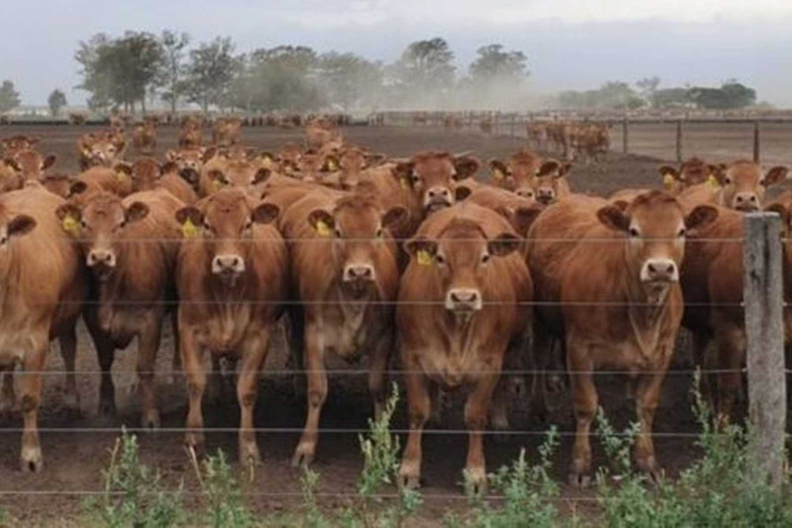 Intensificación de cría de terneros en modo Fórmula Uno