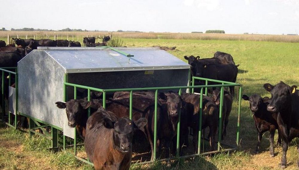 Creep feeding: la técnica que permite aumentar la producción de carne por hectárea