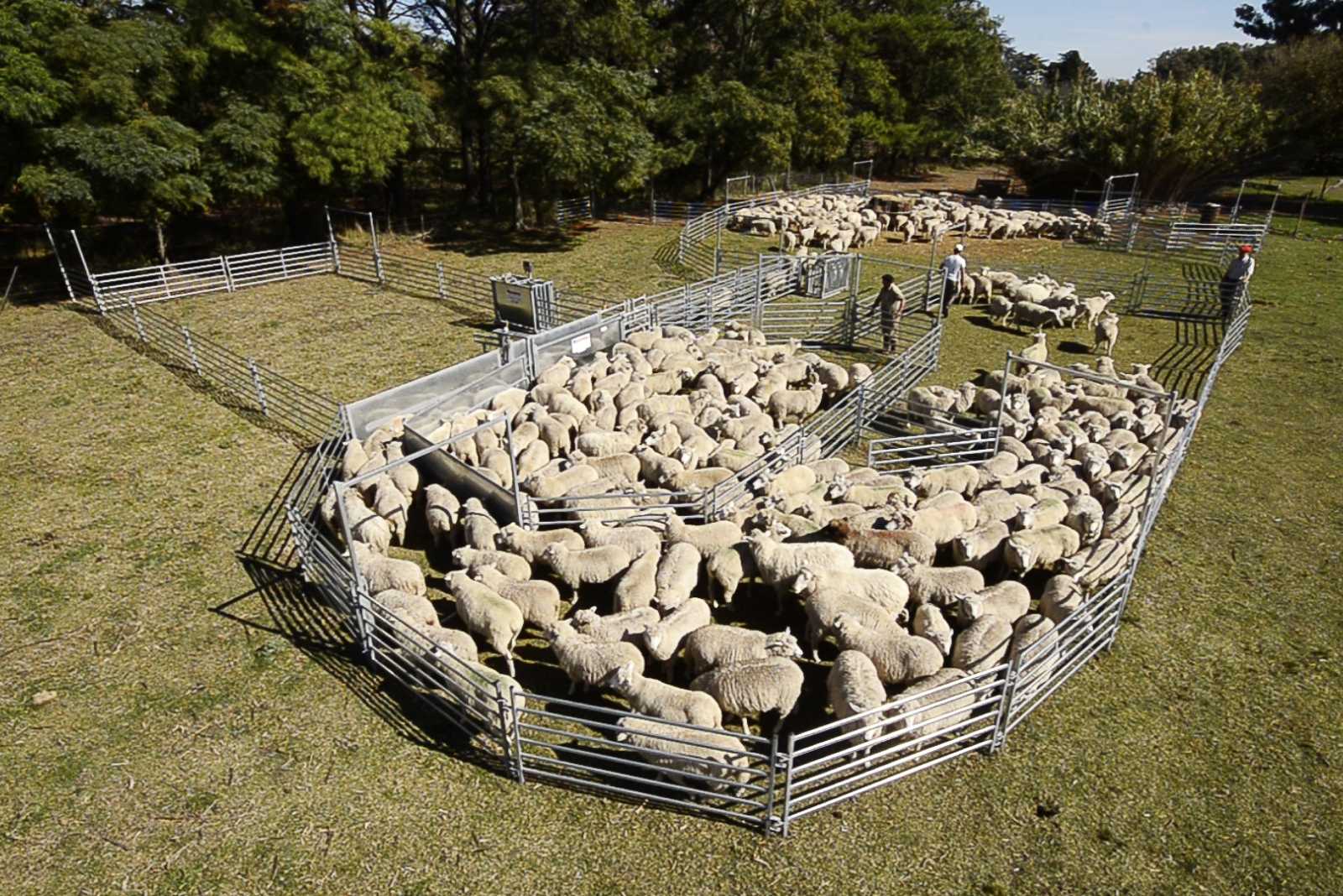 Instalación Ovina en 25 de Mayo, Buenos Aires