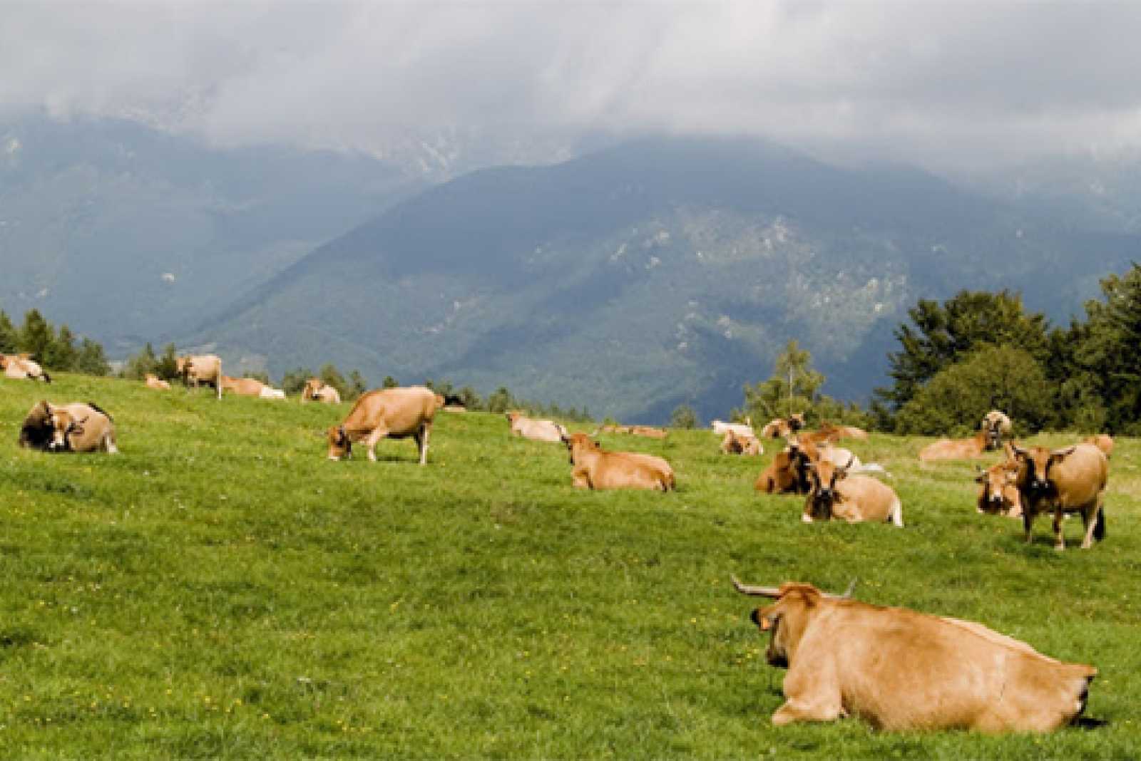 La Unión Europea avanza hacia el etiquetado por bienestar animal