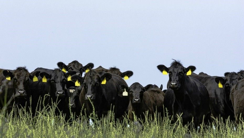 Único en América Latina  Una raza que ingresa de lleno al mundo de la ganadería de precisión