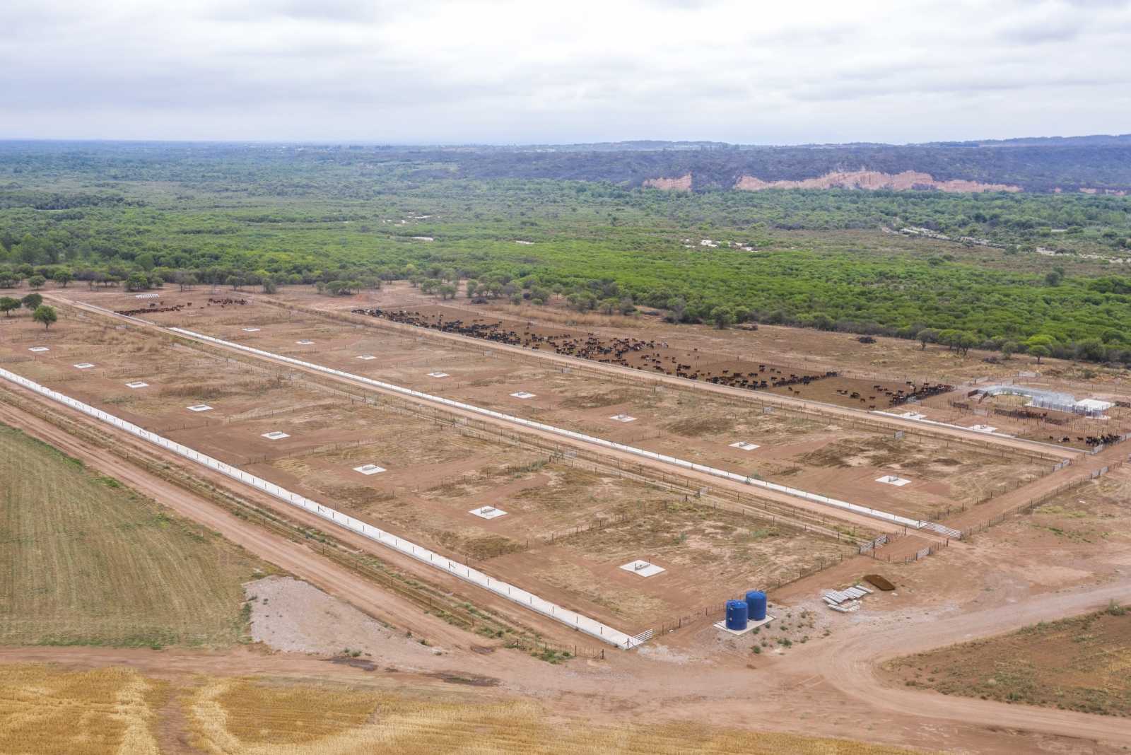 Feedlot en Güemes, Salta, Argentina