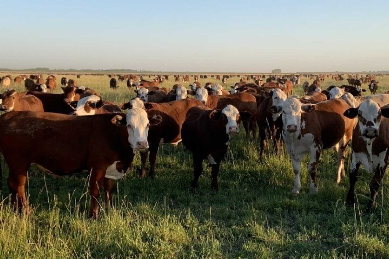 El manejo holístico ya muestra sus bondades productivas y ambientales