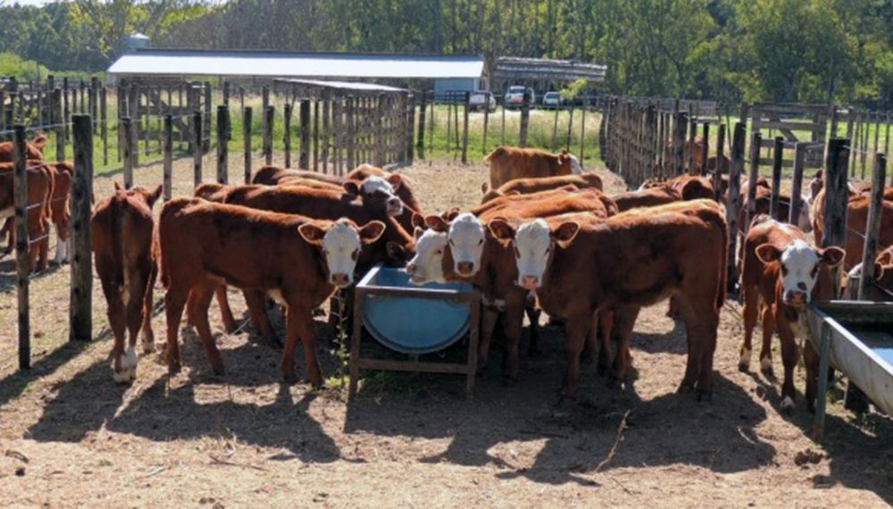 Productores se animan al destete hiperprecoz como manejo en bovinos de carne