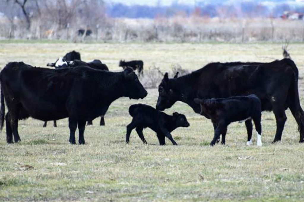 Carne bovina: luego de 45 años, oficializan un nuevo sistema de clasificación y tipificación