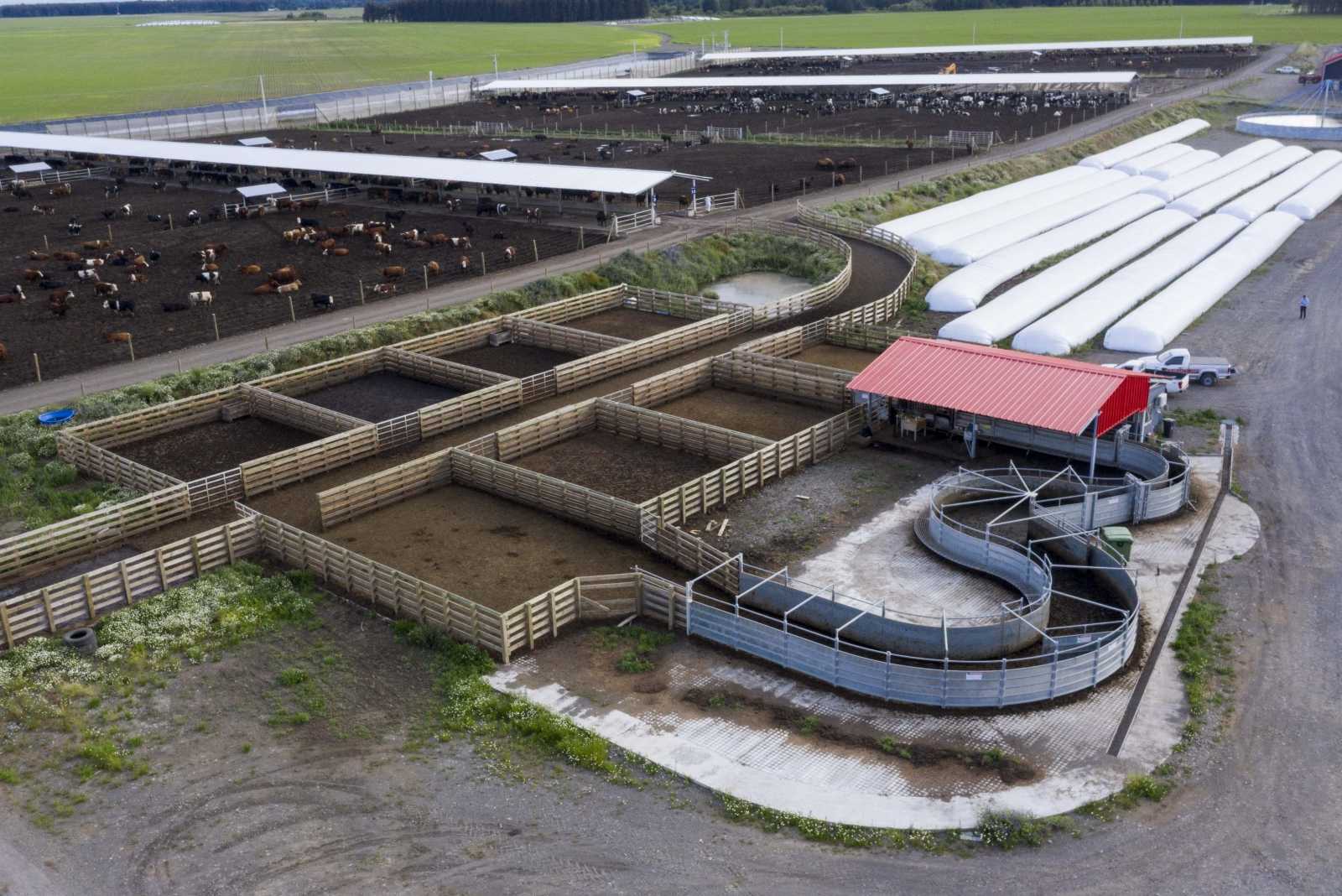 Feedlot en Los Ángeles - Chile