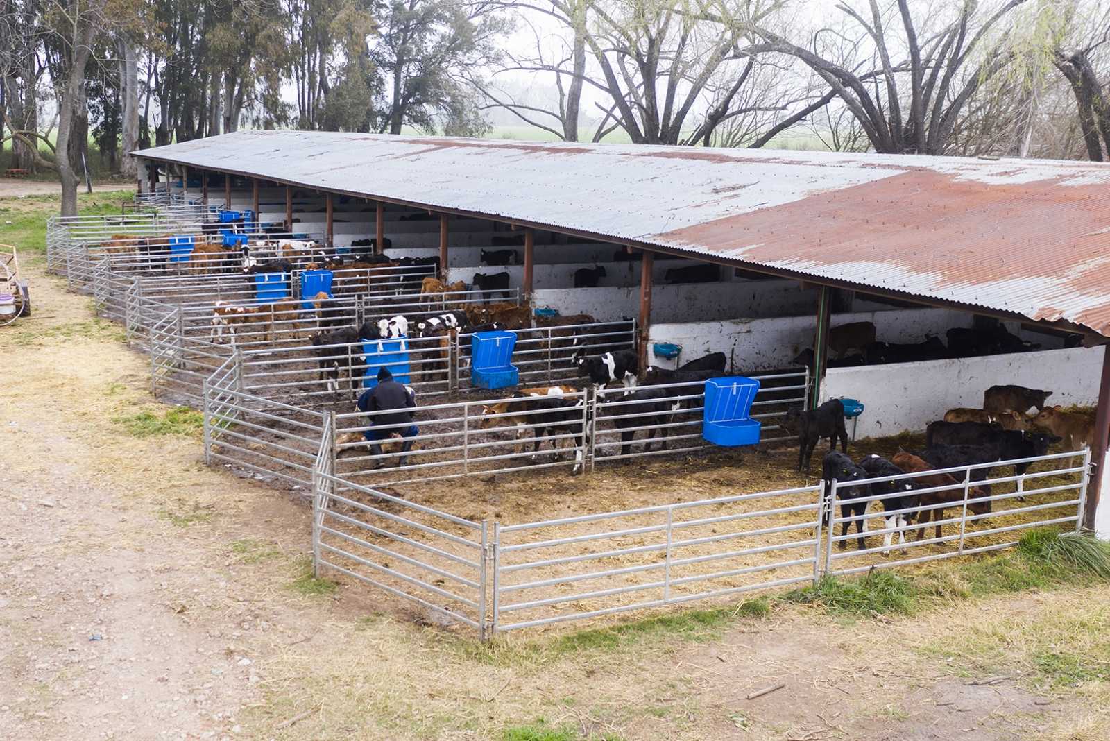 Corrales para Crianza de Terneros en Campana