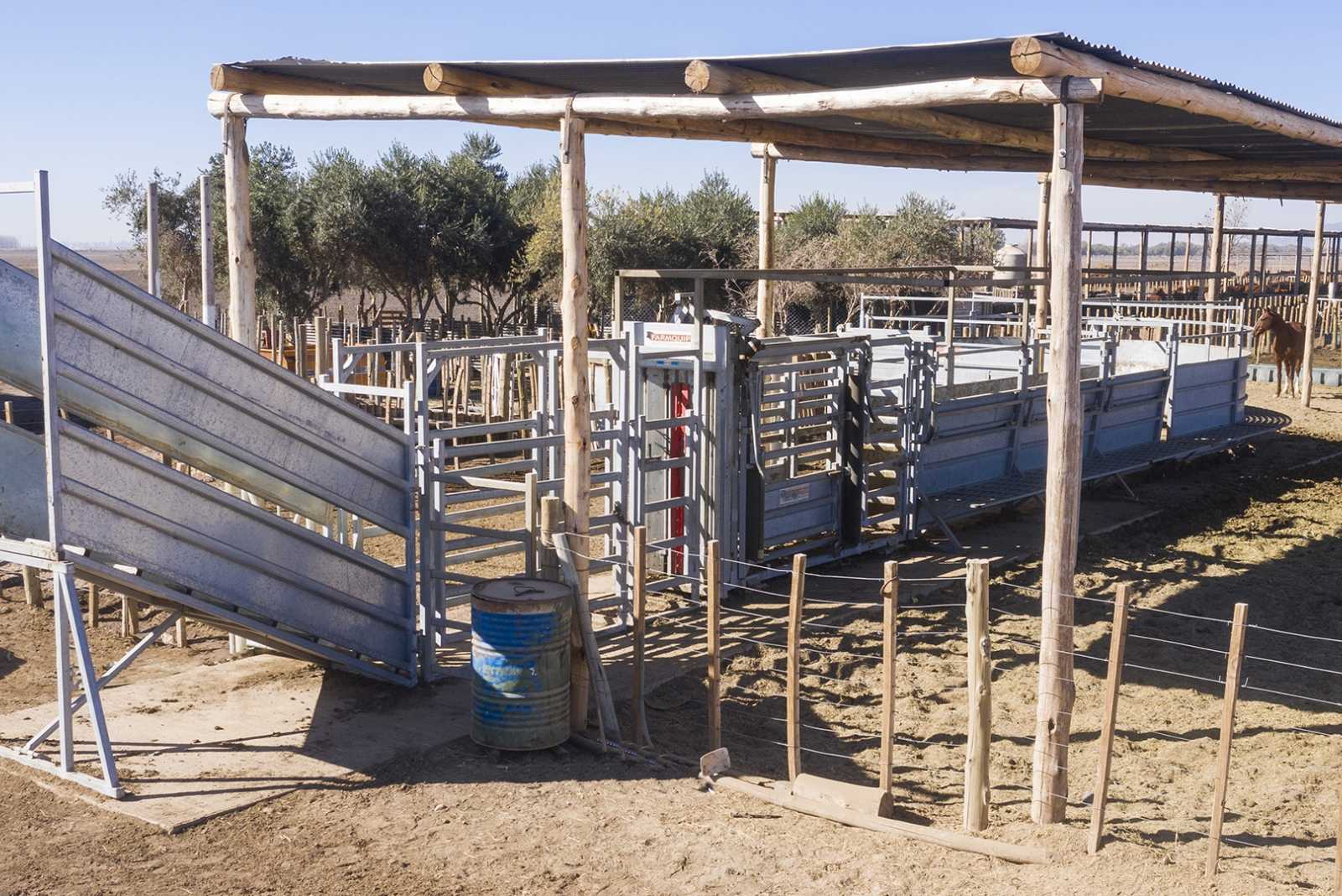 Manga para Feedlot en San Juan