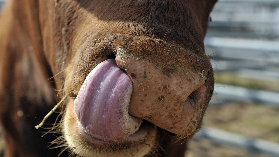 Se viene la semana de la carne, en la Rural