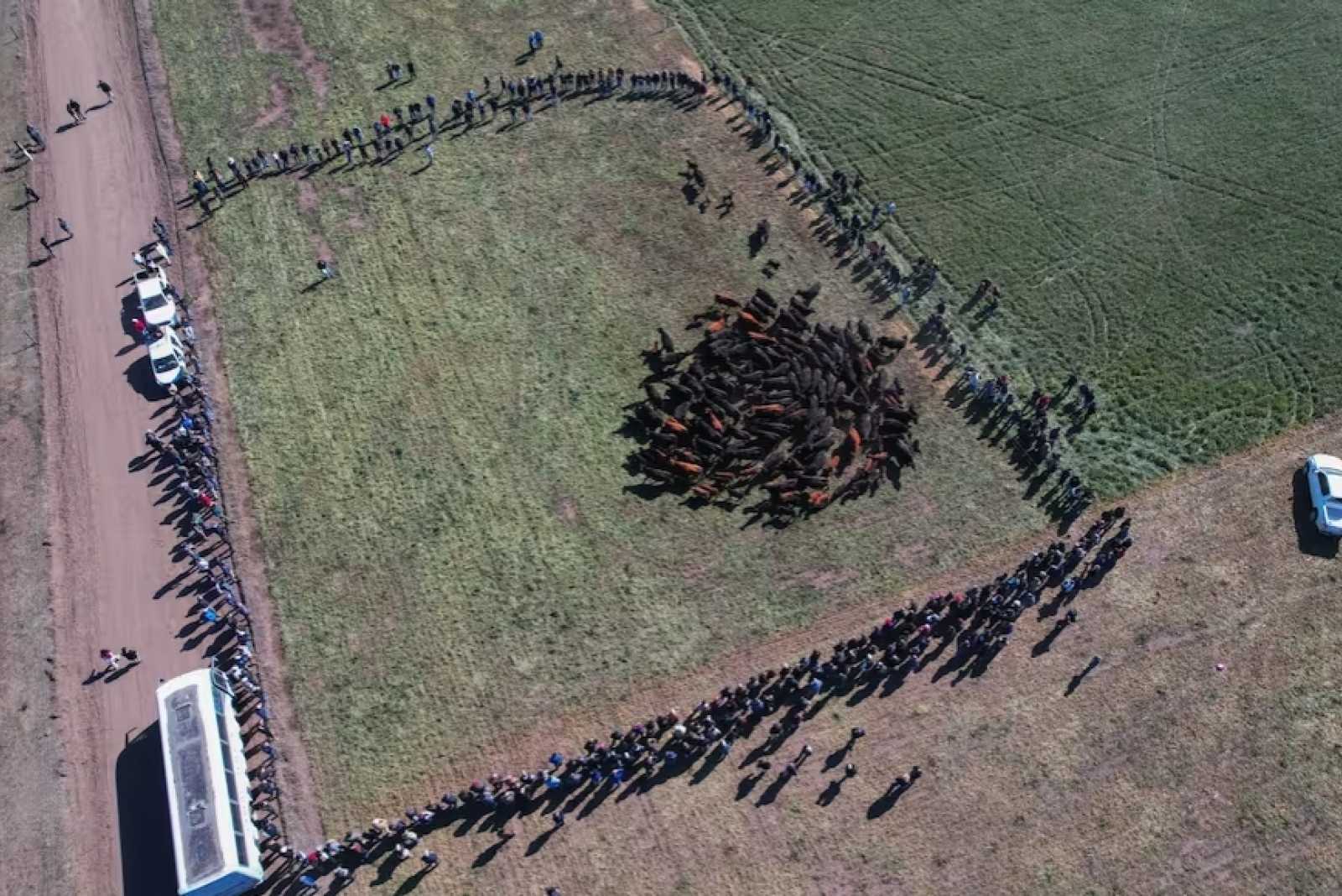 En el oeste bonaerense una empresa tiene la llave para producir carne con todo en campos bajos