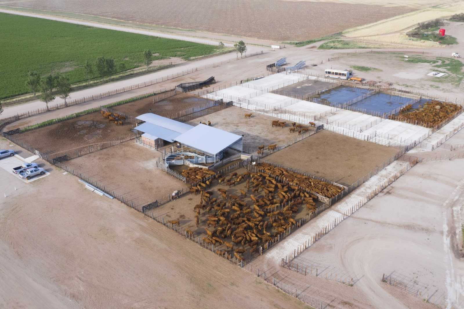 Feedlot en Buena Esperanza, prov. de San Luis