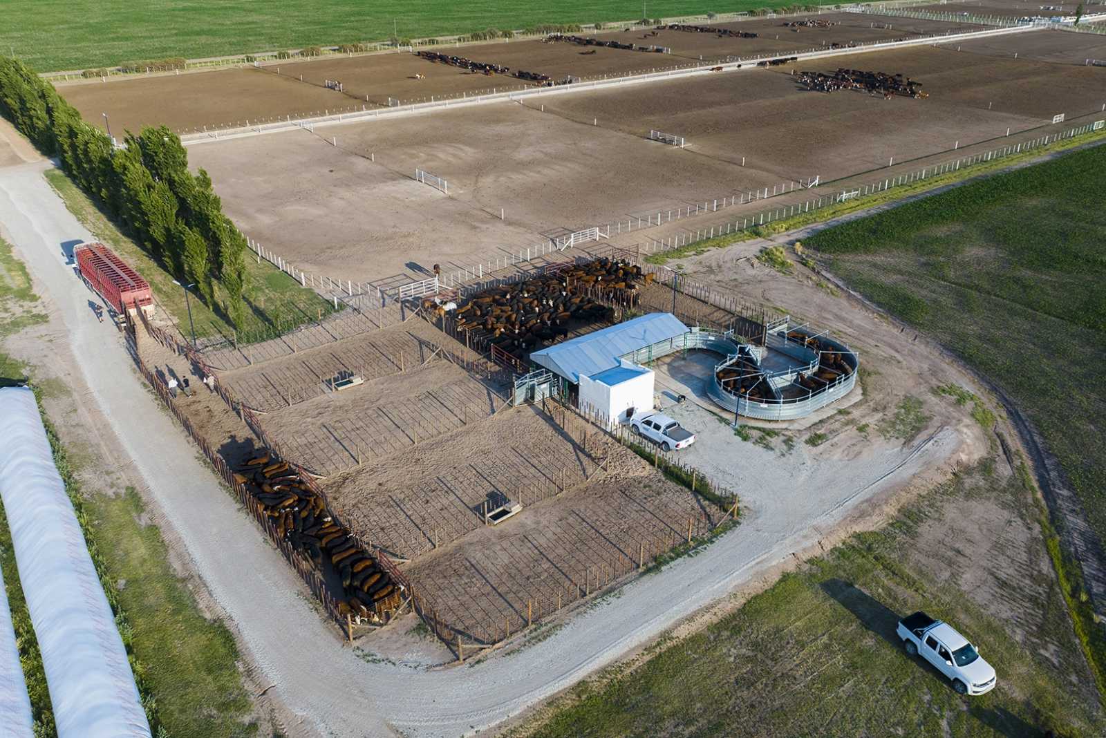 Feedlot en Alicia provincia de Córdoba