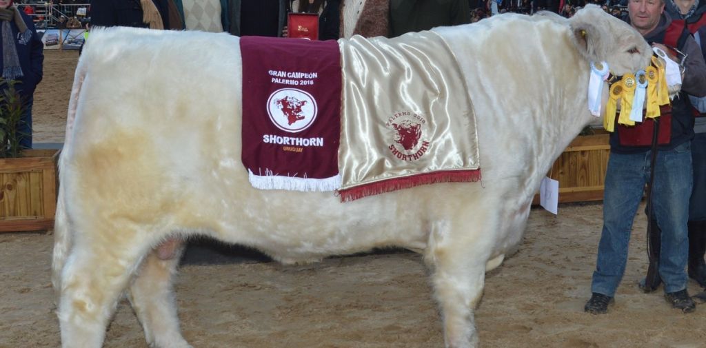 Ganadería Campeón mundial: el Shorthorn argentino suma un nuevo capítulo a su historia